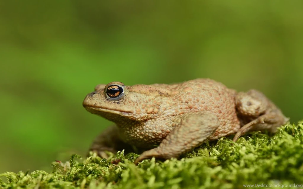 Toad Wallpapers   Android Apps On Google Play