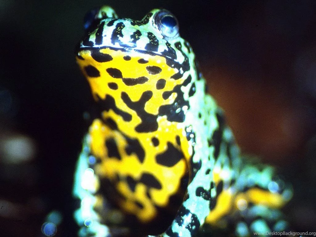 Free Fire Belly Toad Wallpapers   Animals Town