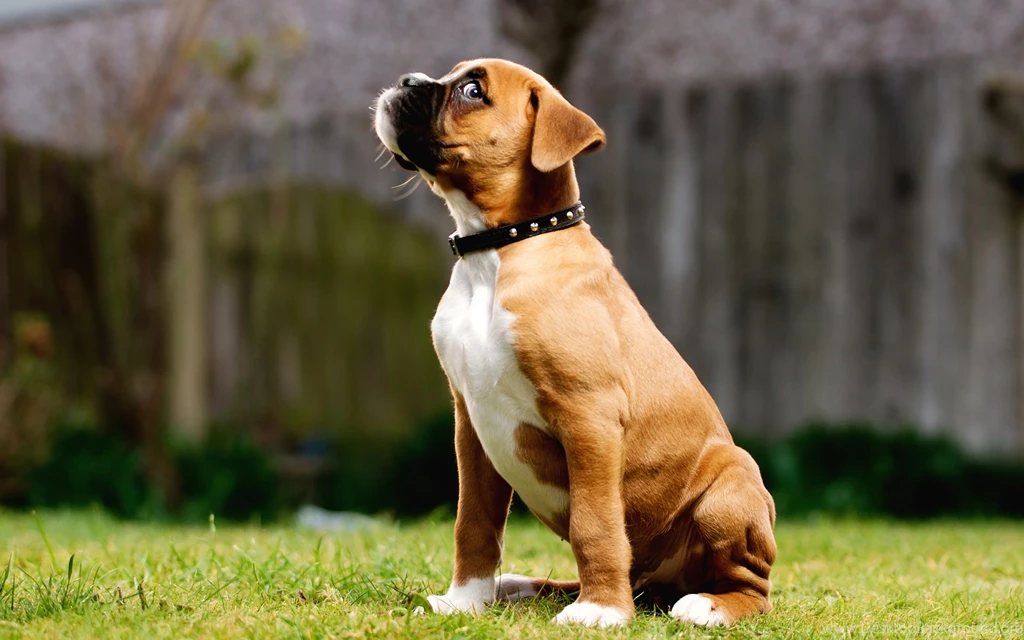 Dog Hd Wallpapers 0155