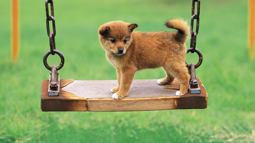 Dog Wallpapers HD