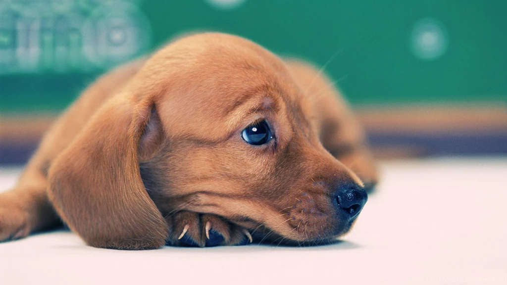 Dog Wallpapers 1080p