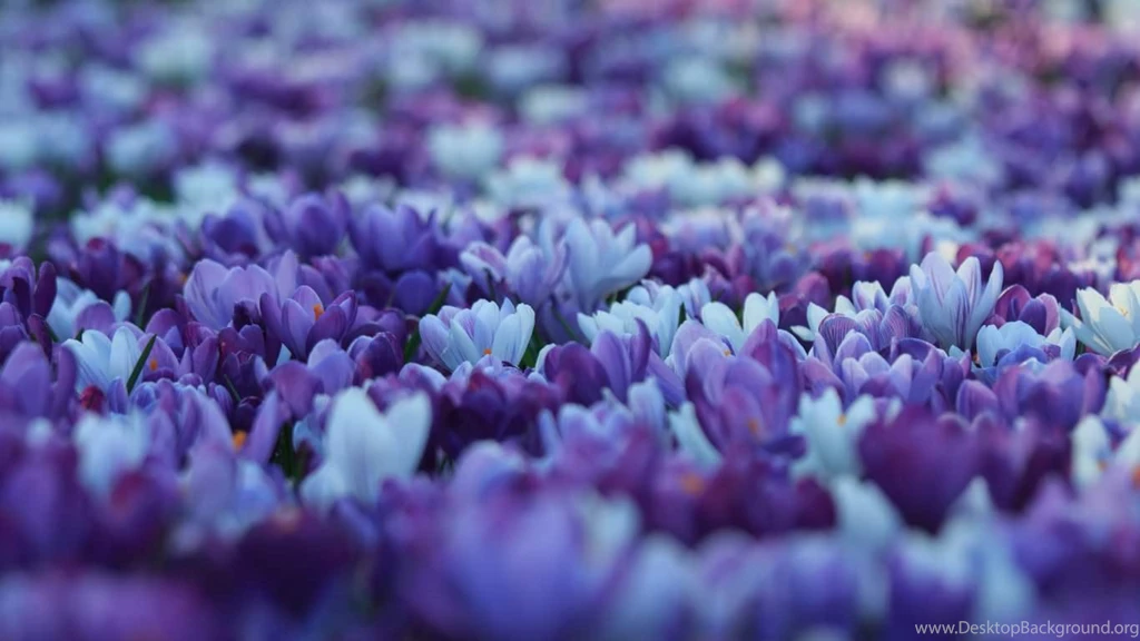 210+ Amazing Purple Backgrounds