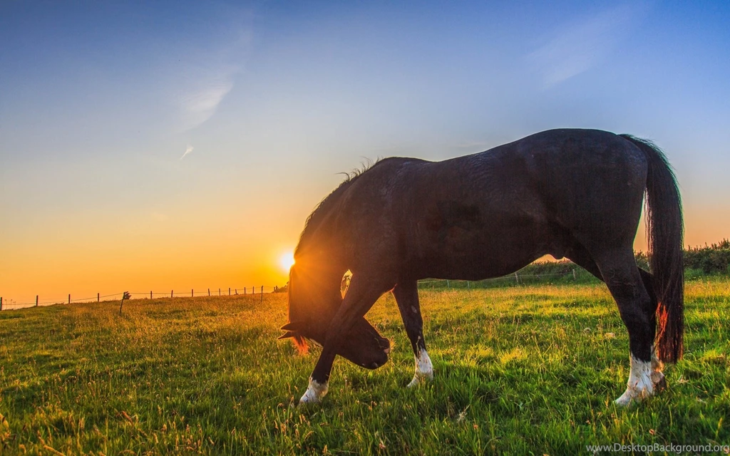 Horse Horses Prairie T Wallpapers