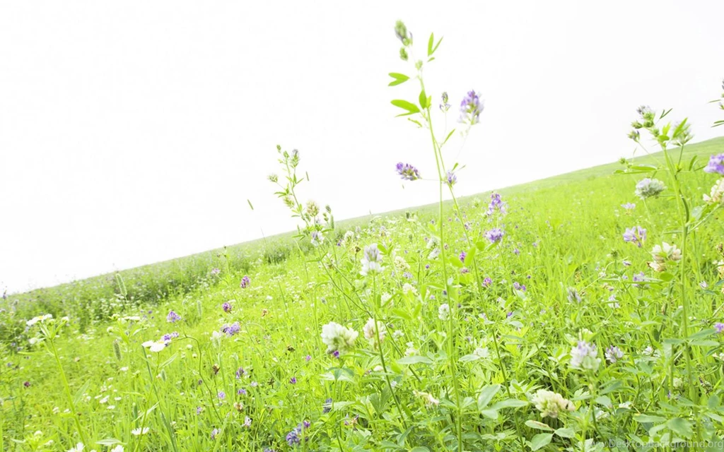 Prairie Garden Plants Green Wallpapers 5 － Landscape Wallpapers ...