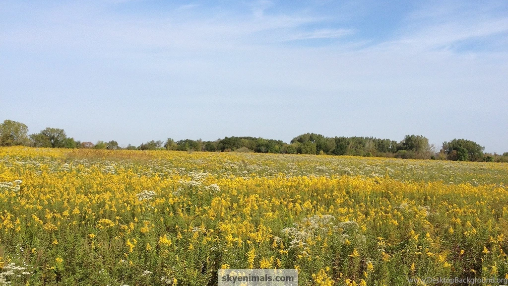 Free Nature Wallpaper Images