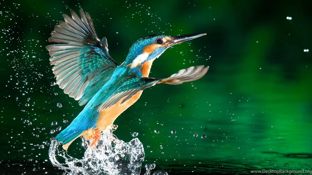 Rare Animals Desktop Wallpaper, HD Desktop Wallpapers