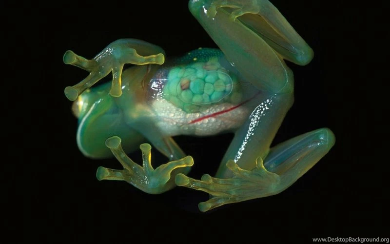Frogs,transparent Transparent Frogs Rare Amphibians 1680x1050 ...
