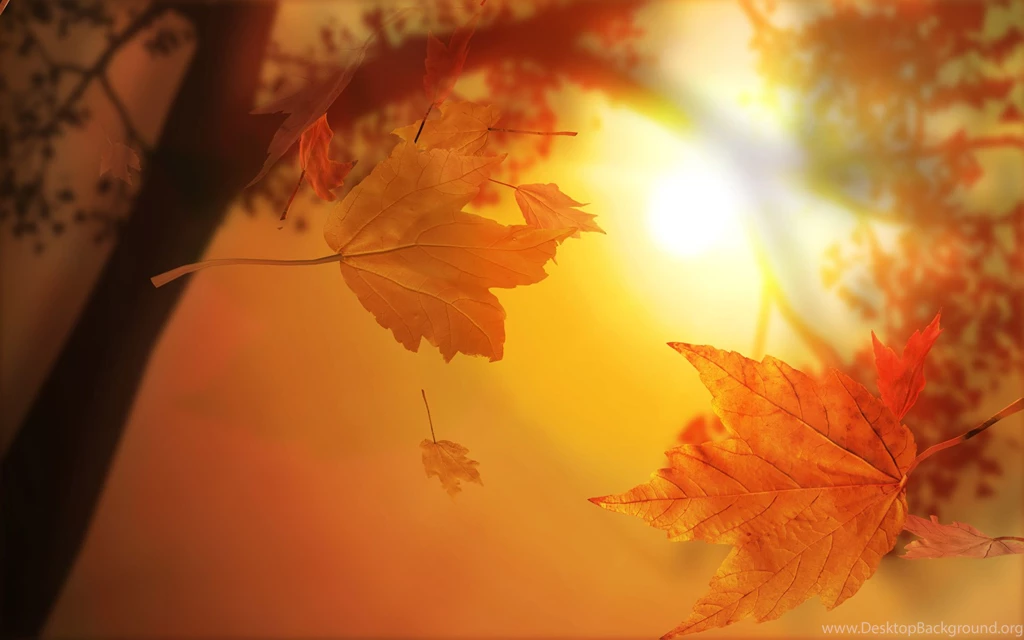 Beautiful Autumn Leaves