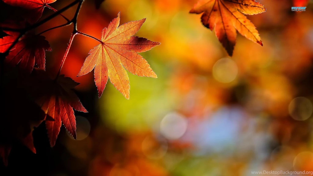 Autumn Leaves Wallpapers