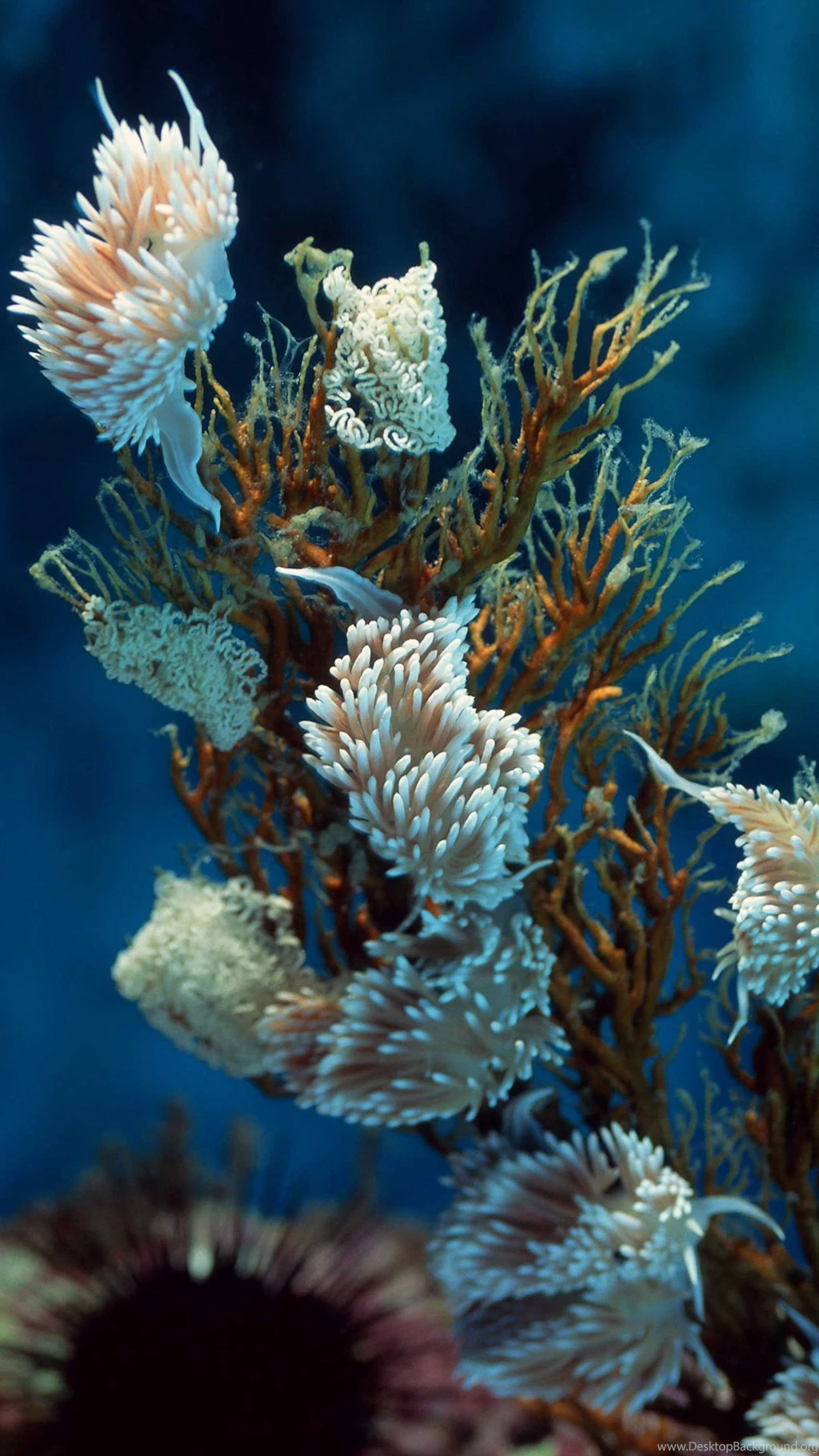 Rare Marine Plants LG G4 Wallpapers