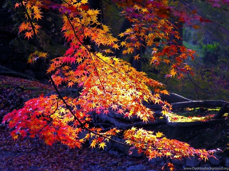 Autumn Colours Forest Autumn Leaves – Nature Forests HD Desktop ...