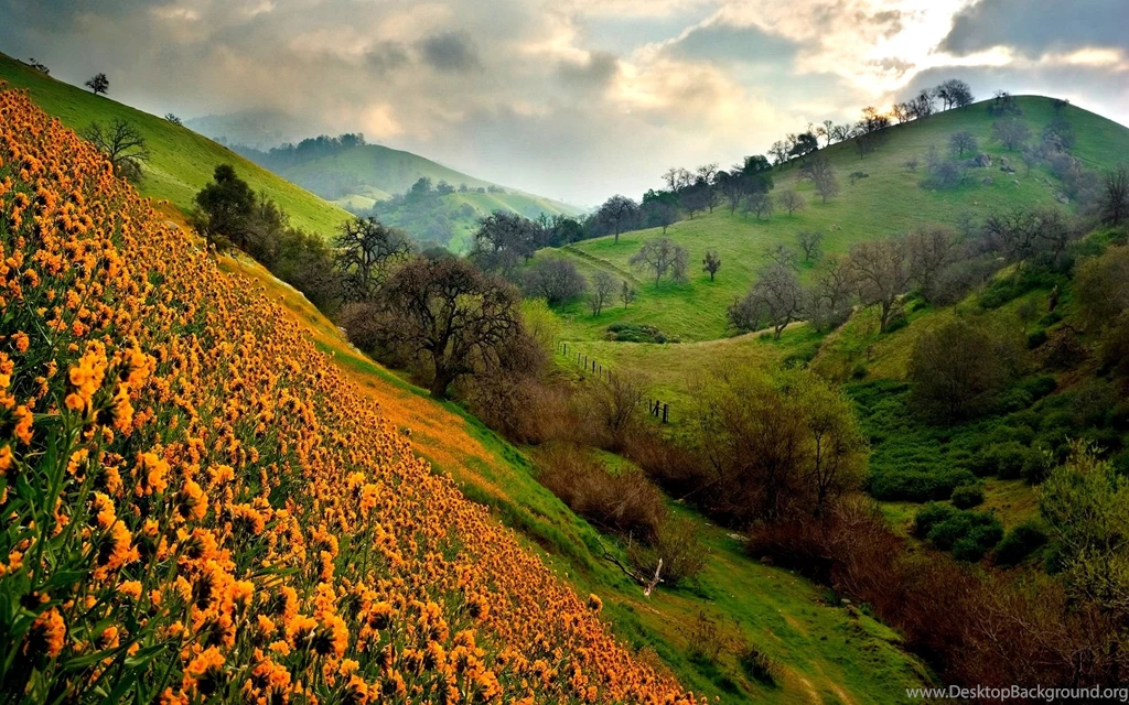 Magic Beauty : Quality Wildflower : Rare Wallpapers & Pictures ...