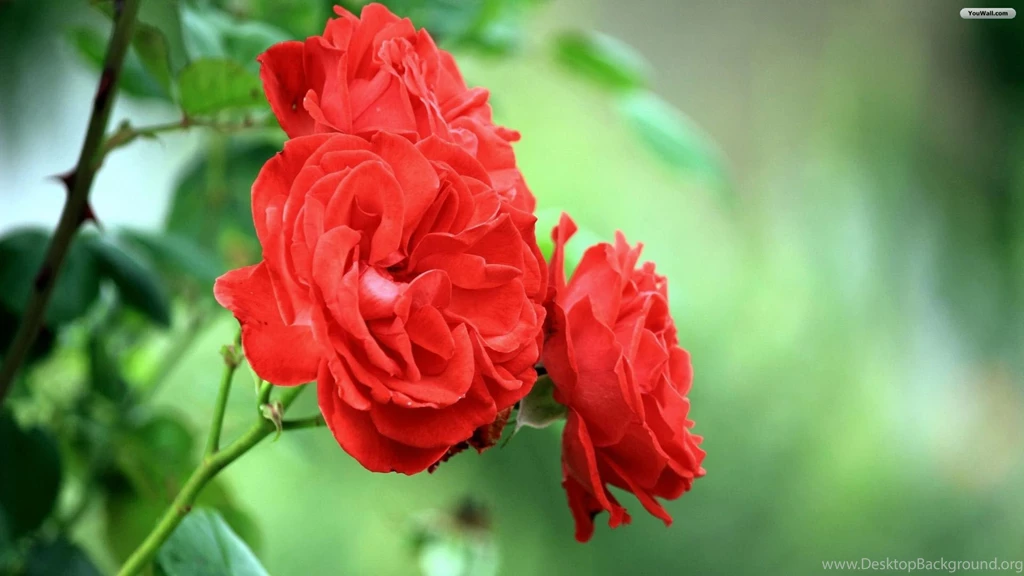 Red Flower Wallpapers Collection (39+)