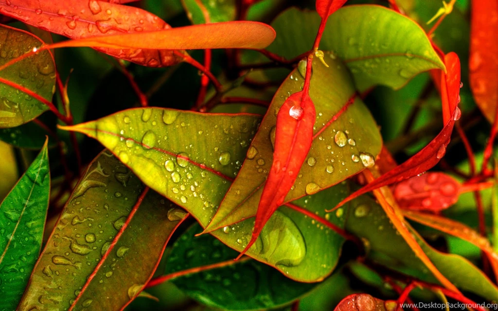 Full View And Download Nature Hq Wallpapers 2 With Resolution Of ...