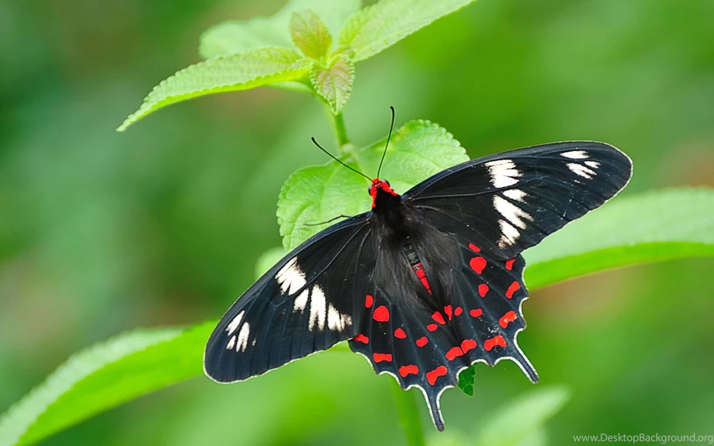 Latest } Beautiful Butterfly Birds Wallpapers   Download Latest ...