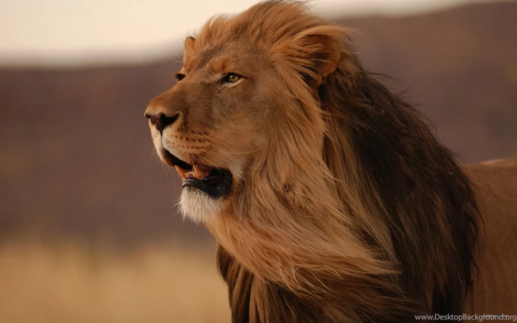 Angry Lion Wallpapers, HD Wallpapers Downloads