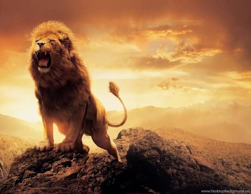 Angry Lion Wallpapers For Iphone