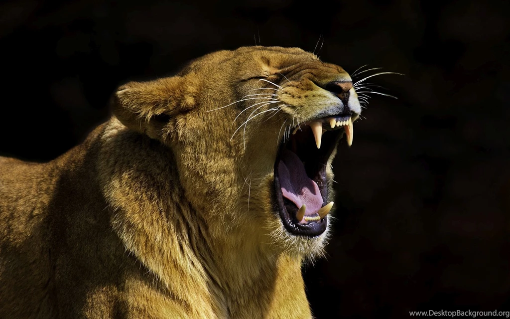 The Angry Lion Wallpapers