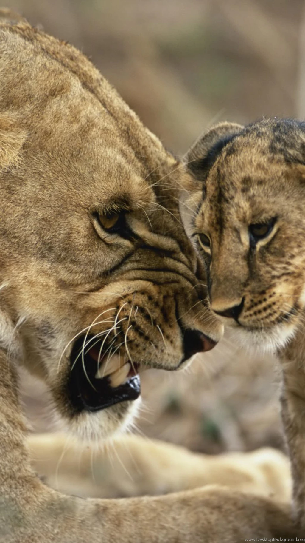 Angry Lion Mother iPhone 6 Wallpapers