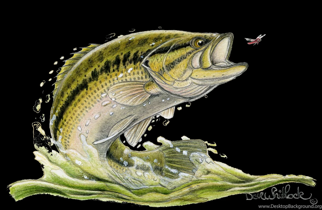 Smallmouth Bass Wallpapers