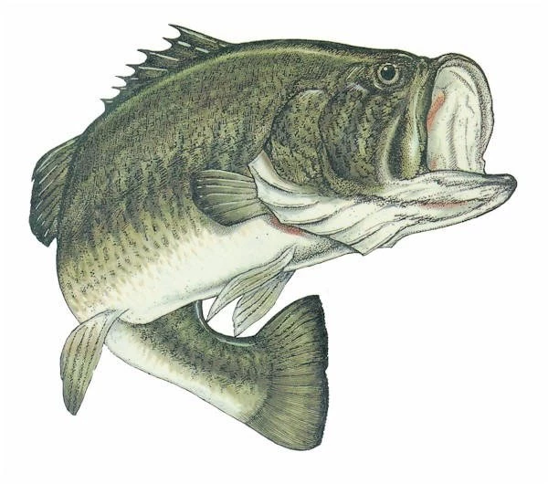18124 Largemouth bass 600.jpg