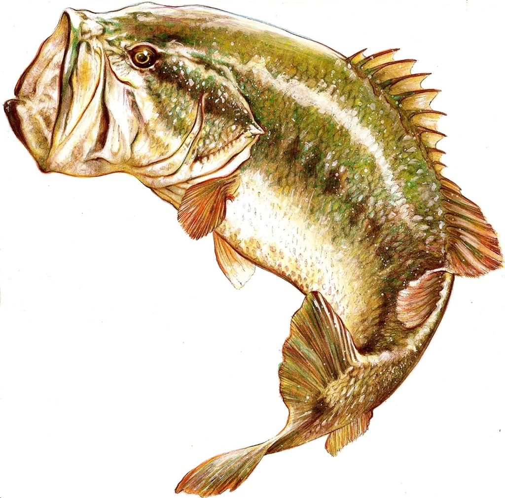 Largemouth Bass Jumping Drawing