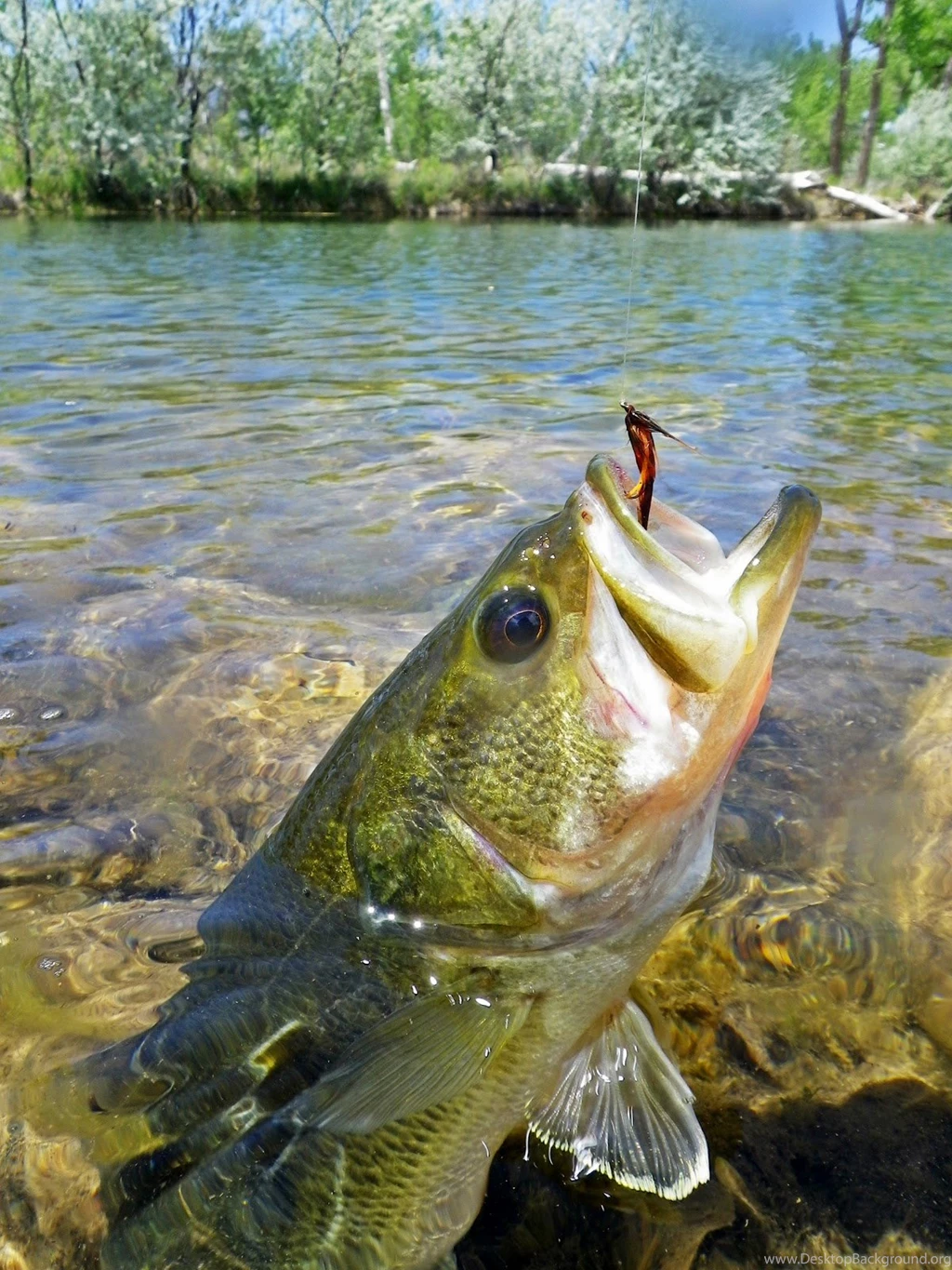 Taylor Creek Flyshop: Runoff Reprieve