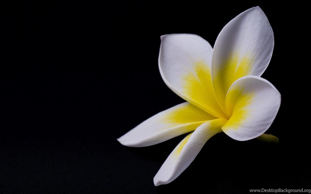 Single Plumeria   (