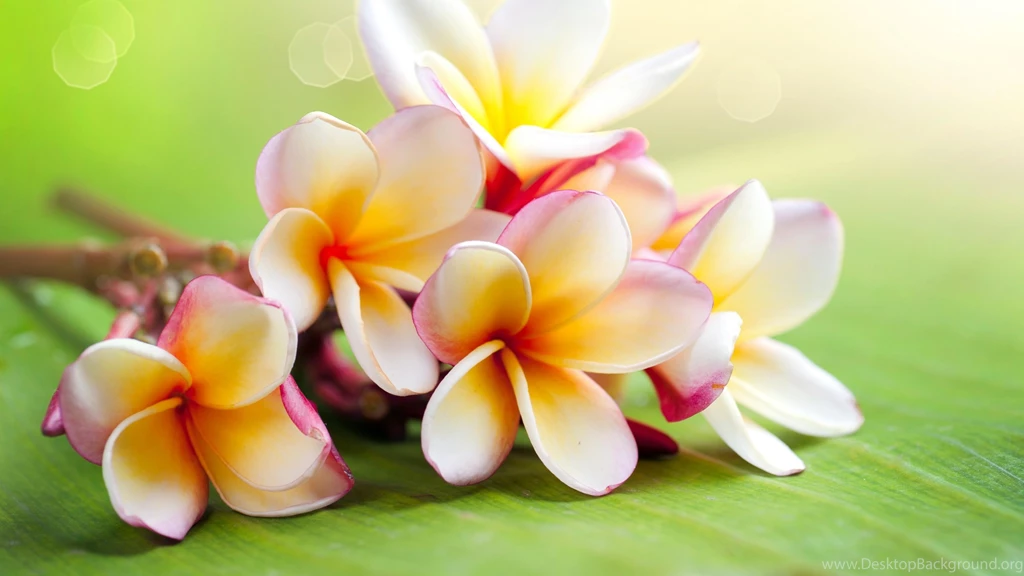 Download Wallpapers 3840x2160 Plumeria, Flowers, Branch, Lie 4K ...
