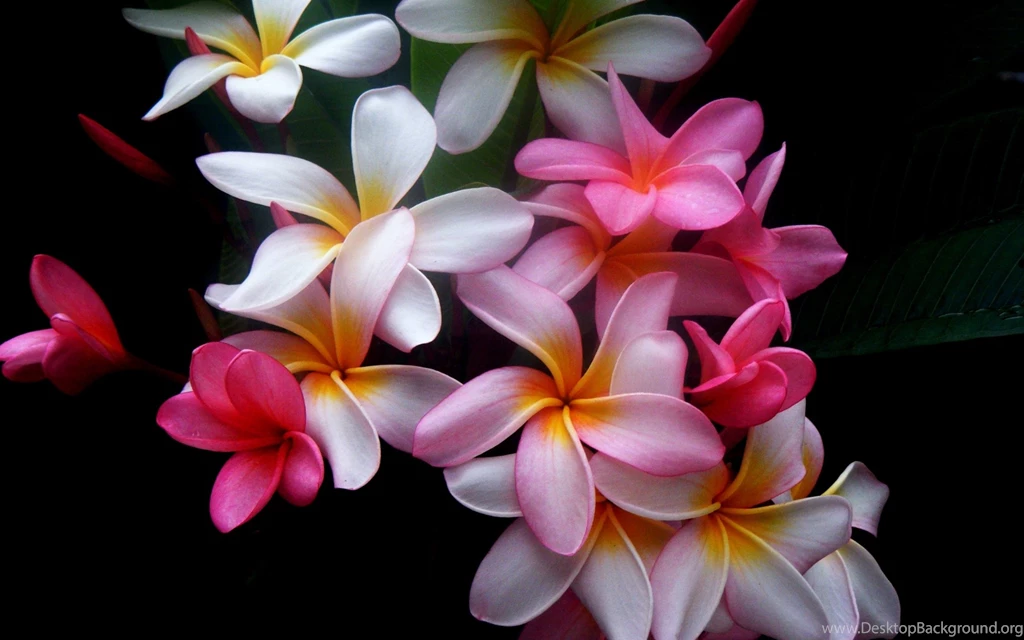 Download Wallpapers 3840x2400 Plumeria, Flowers, Colored, Black ...