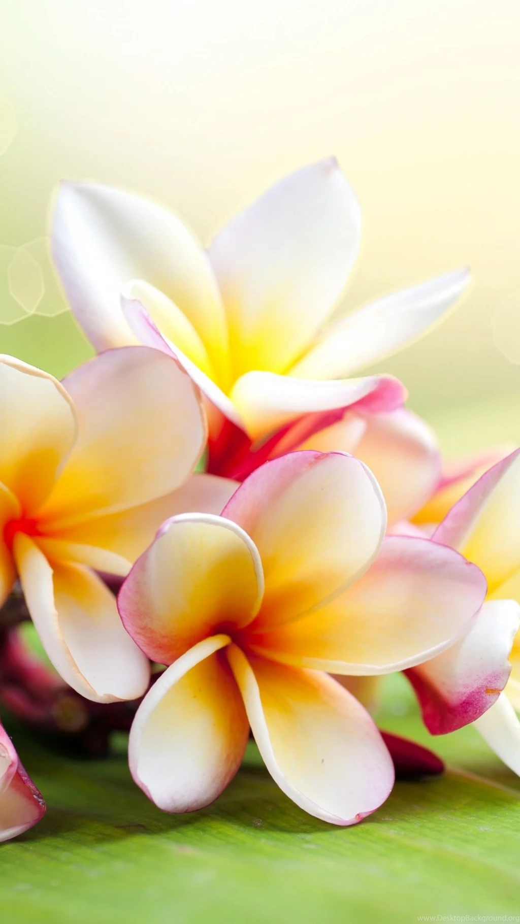 Download Wallpapers 1080x1920 Plumeria, Flowers, Branch, Lie Sony ...