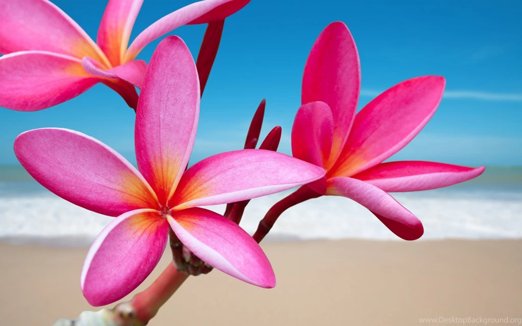 Plumeria Pink Flower Desktop Backgrounds 511865 : Wallpapers13.com