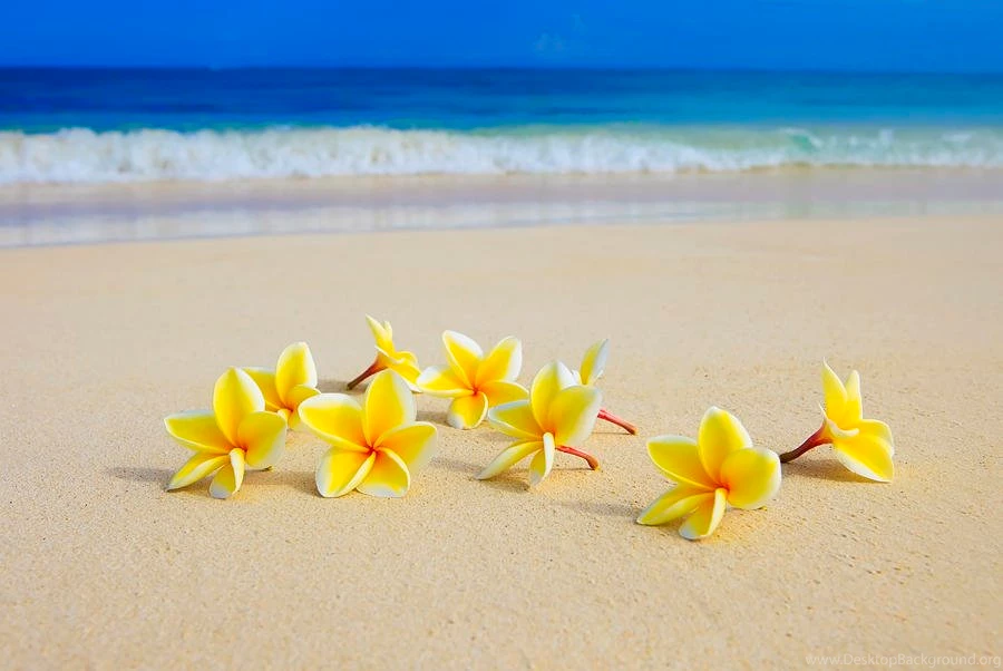Plumerias On Beach II Photograph By Tomas Del Amo