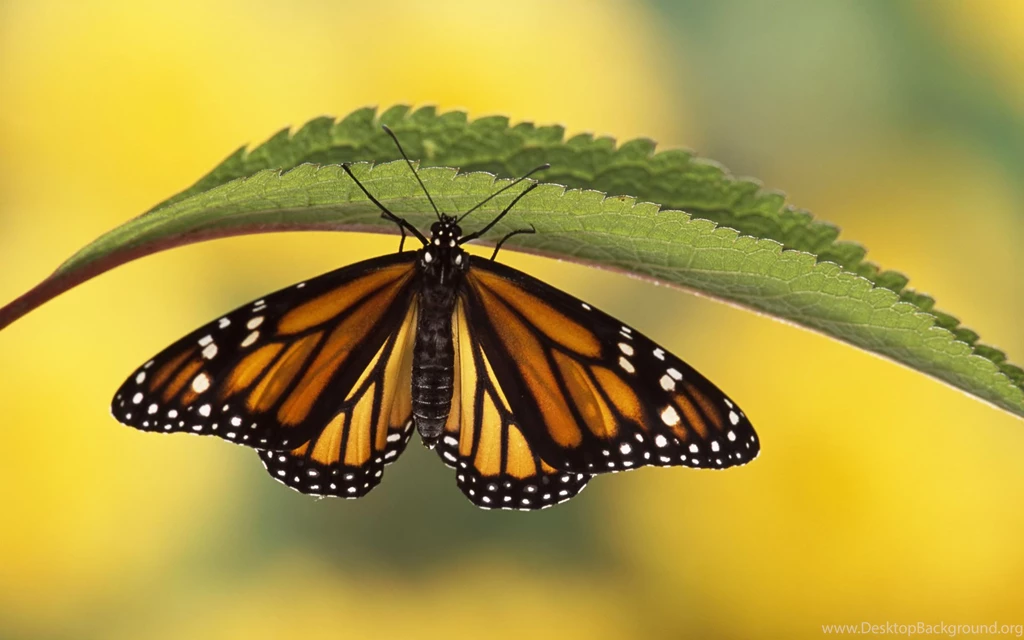 Butterfly Backgrounds Free Download