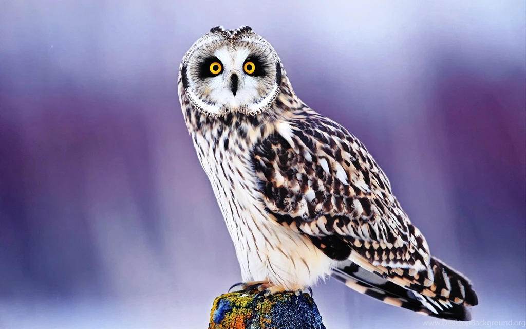 Cute Owl Wallpapers