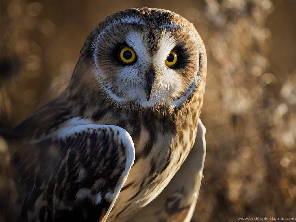 CUte & Sweet Owl Wallpapers