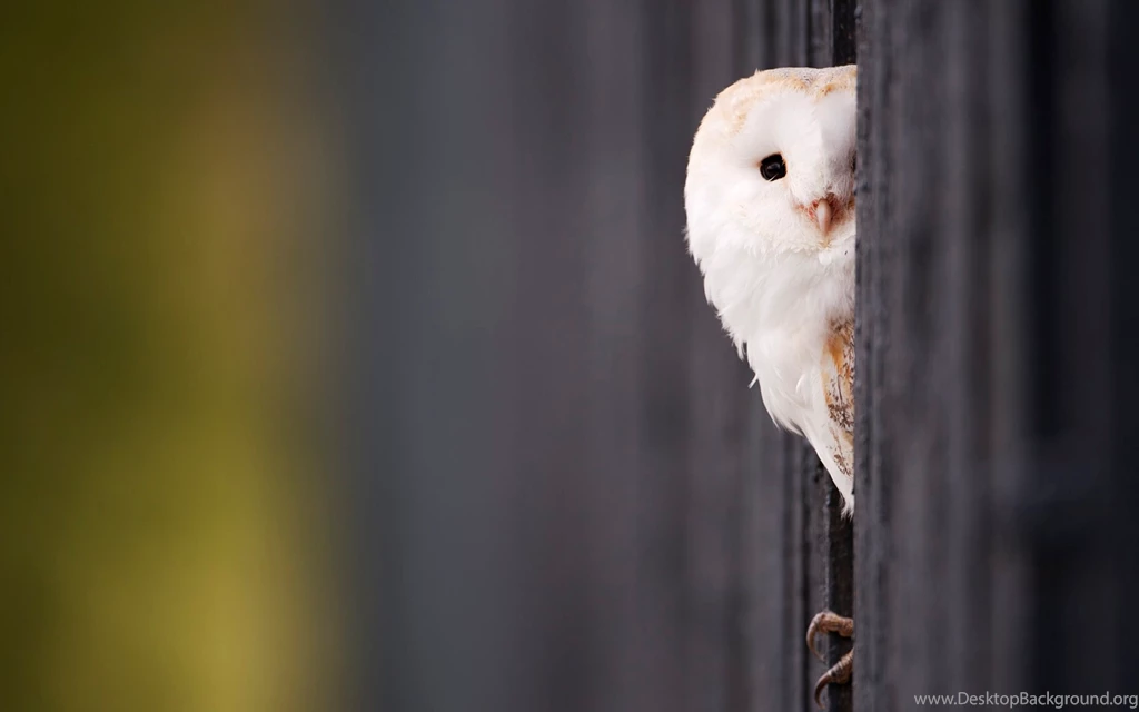 Cute Owl Wallpapers
