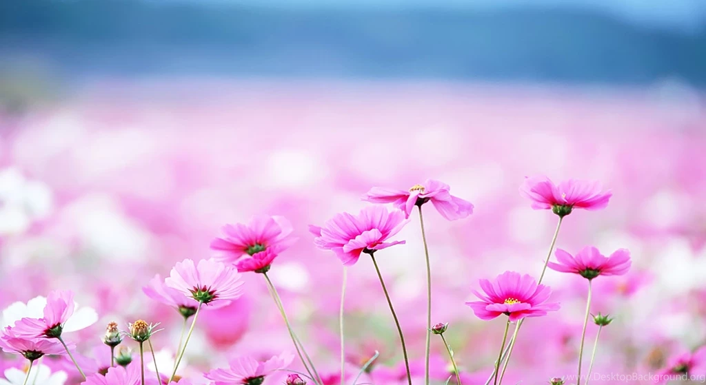 Cute Wallpapers For Desktop Hd