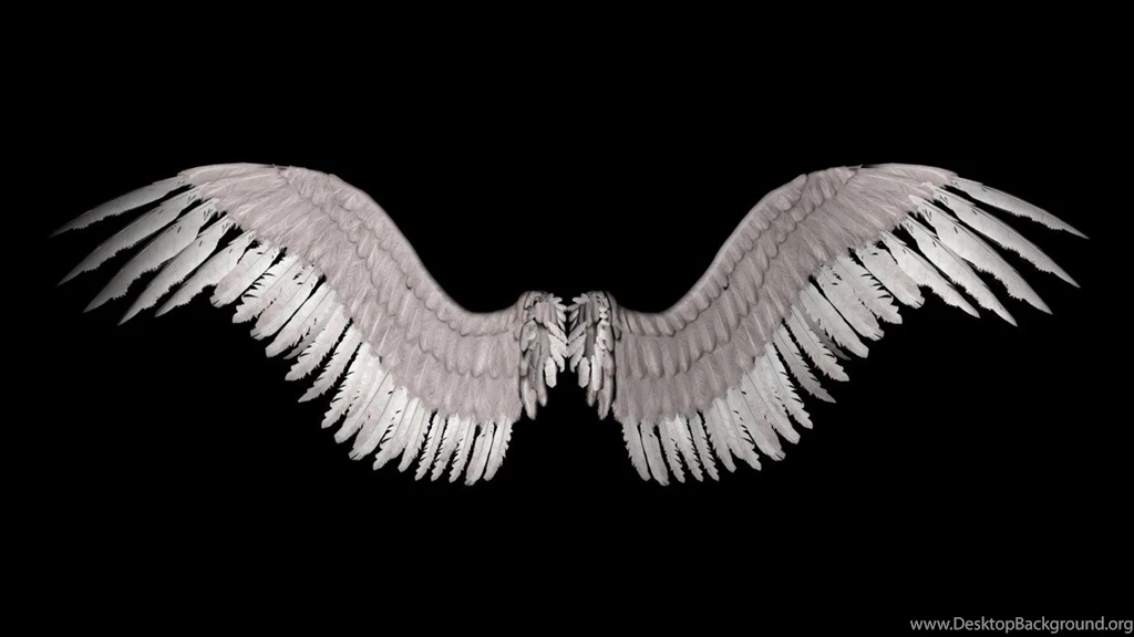 Angel Wings   Polyvore