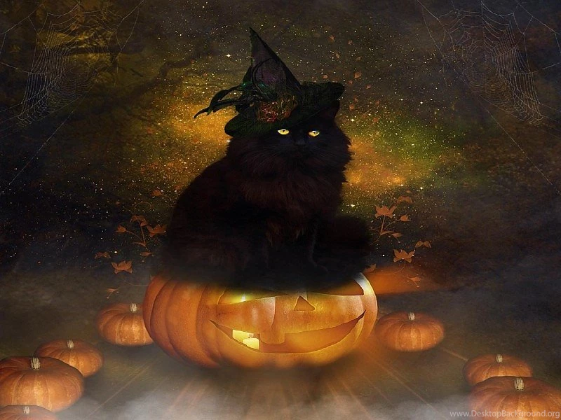 Halloween Black Cat Free Desktop Backgrounds And Wallpapers Desktop