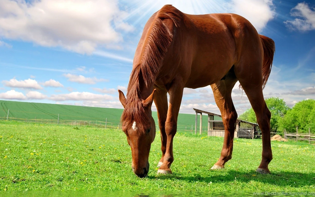 Brown Horse Wallpapers