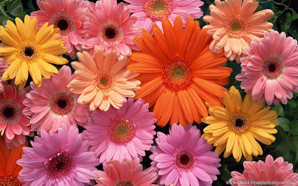 Flower Wallpapers Free Download D2W2R HD Wallpapers Desktop Backgrounds