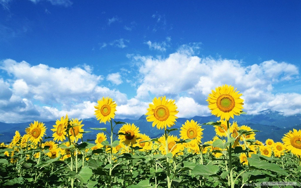 Free Wallpapers Free Flower Wallpapers Sunflower Flowers ...