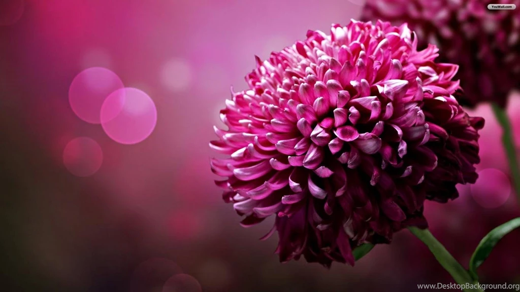 YouWall   Purple Flower Wallpapers   Wallpaper,wallpapers,free ...
