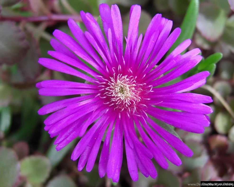 Download Free Flower Wallpapers   Wallpapers HD Wide