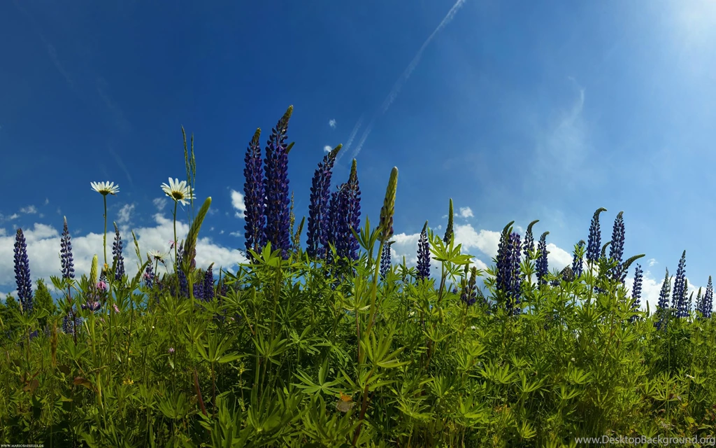 Android Wallpapers Of The Week