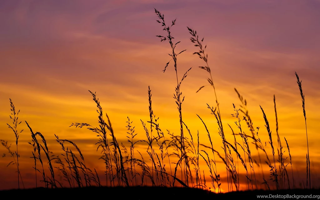 Android Wallpapers Of The Week