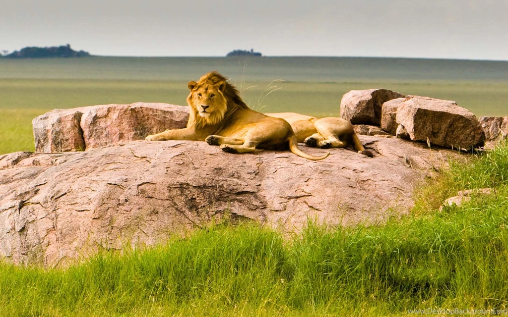 Lion Nice In Hd Wallpapers