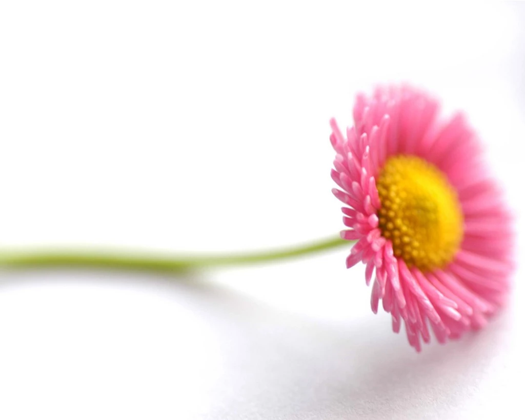 Photos: Beautiful Flower In White Backgrounds