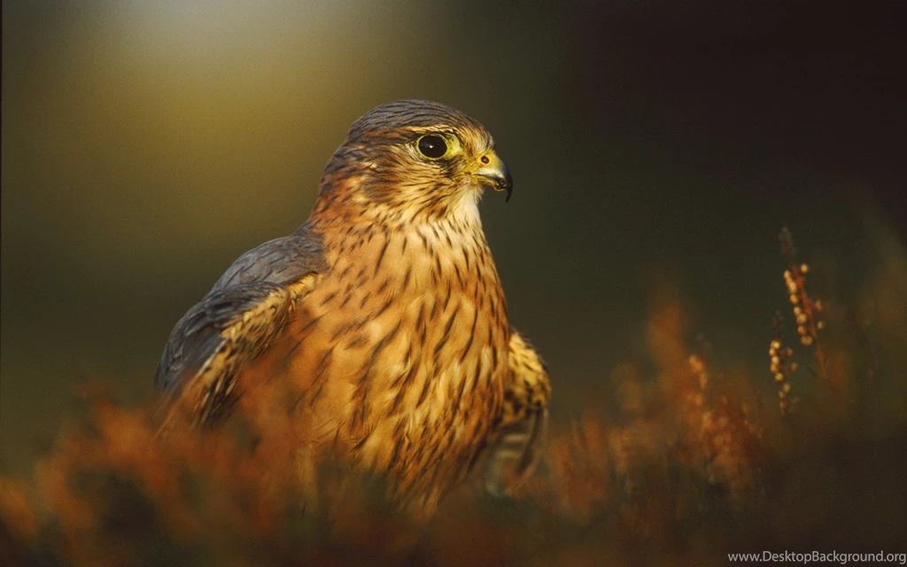 Bird Of Prey Nature